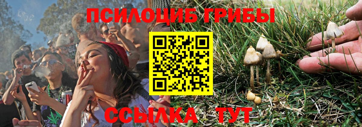 Галлюциногенные грибы Cubensis Серов